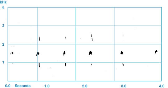 Figure 2. Flight calls of an adult Golden Eagle. - Golden Eagle - 