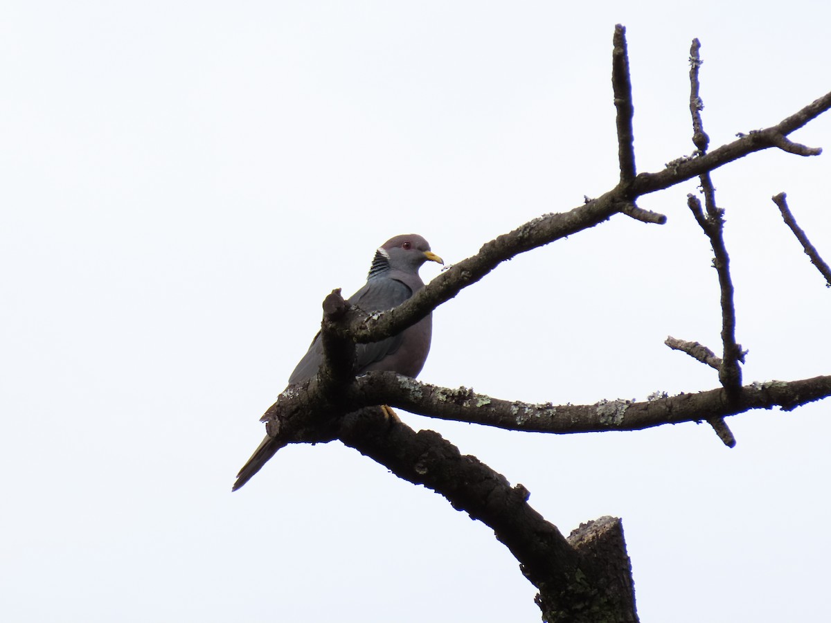 Band-tailed Pigeon - ML250233031