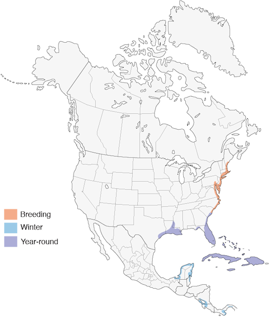 glossy ibis range map