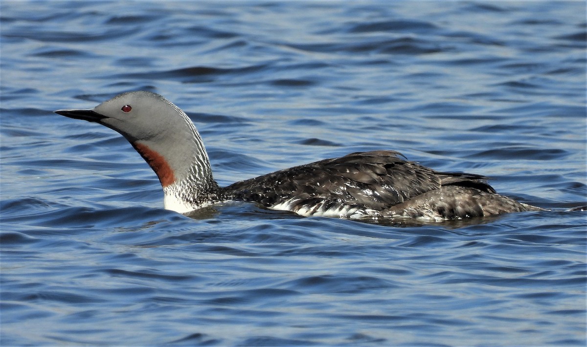 Red-throated Loon - ML250236291