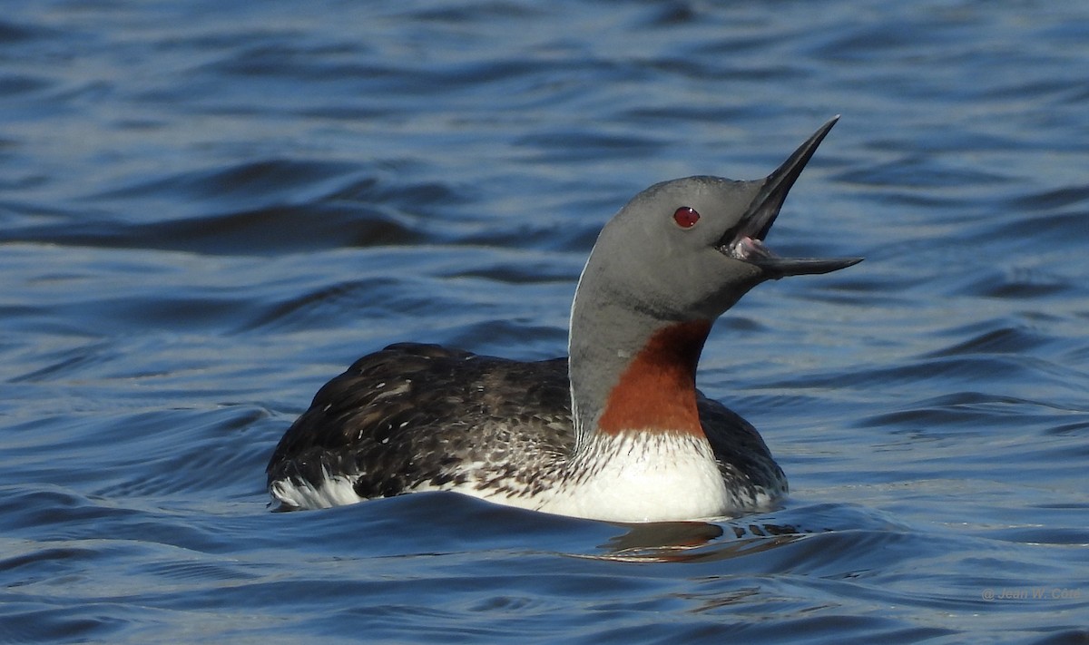 Red-throated Loon - ML250236331
