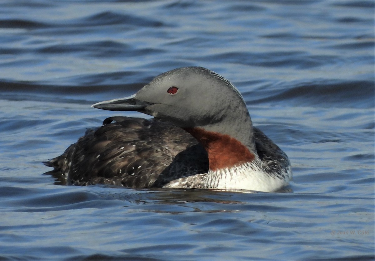 Red-throated Loon - ML250236371