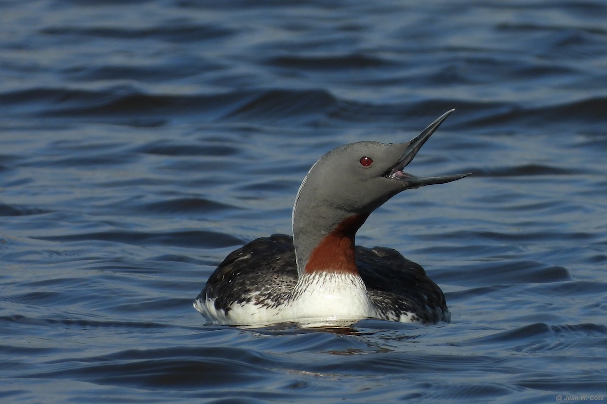 Red-throated Loon - ML250236481