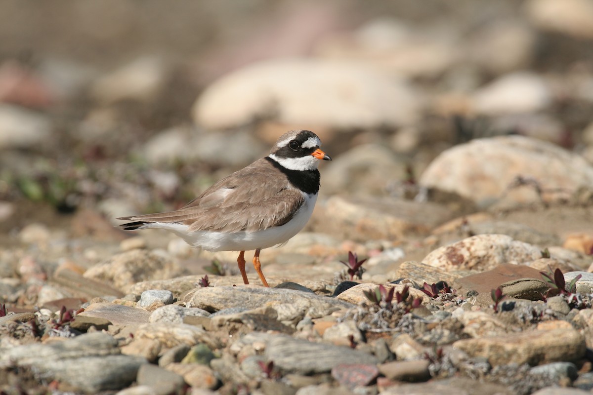 Common Ringed Plover - ML250236721