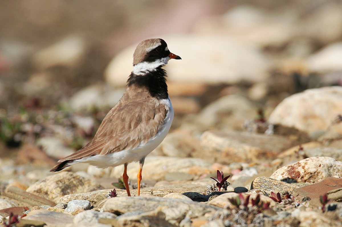 Common Ringed Plover - ML250236771