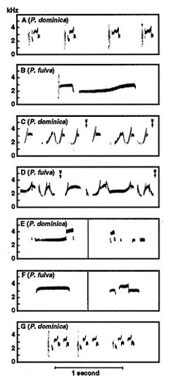 Figure 3. Vocalizations of American and Pacific golden-plovers. - American Golden-Plover - 