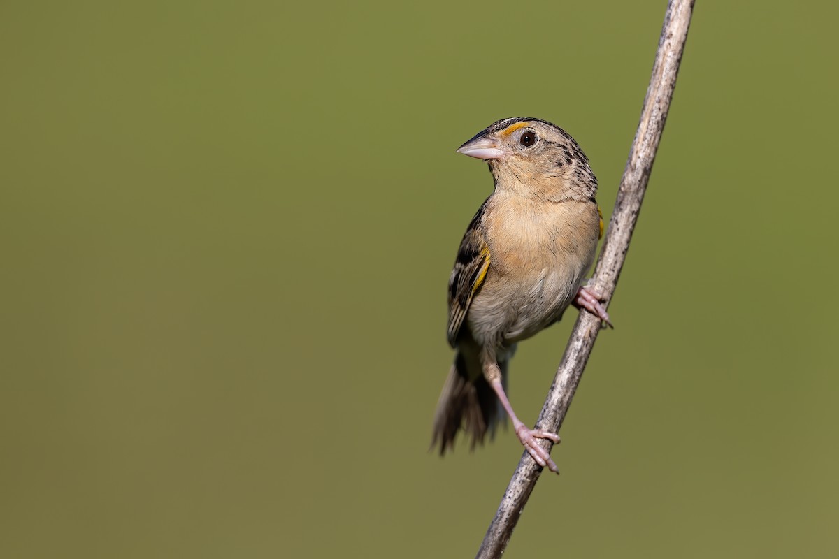 Grasshopper Sparrow - ML250241041