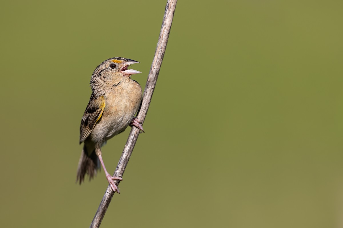 Grasshopper Sparrow - ML250241051
