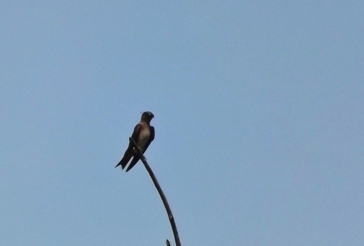 Northern Rough-winged Swallow - Stefan Loznjakovic