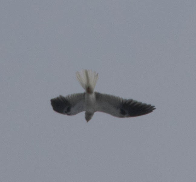 White-tailed Kite - ML250242121