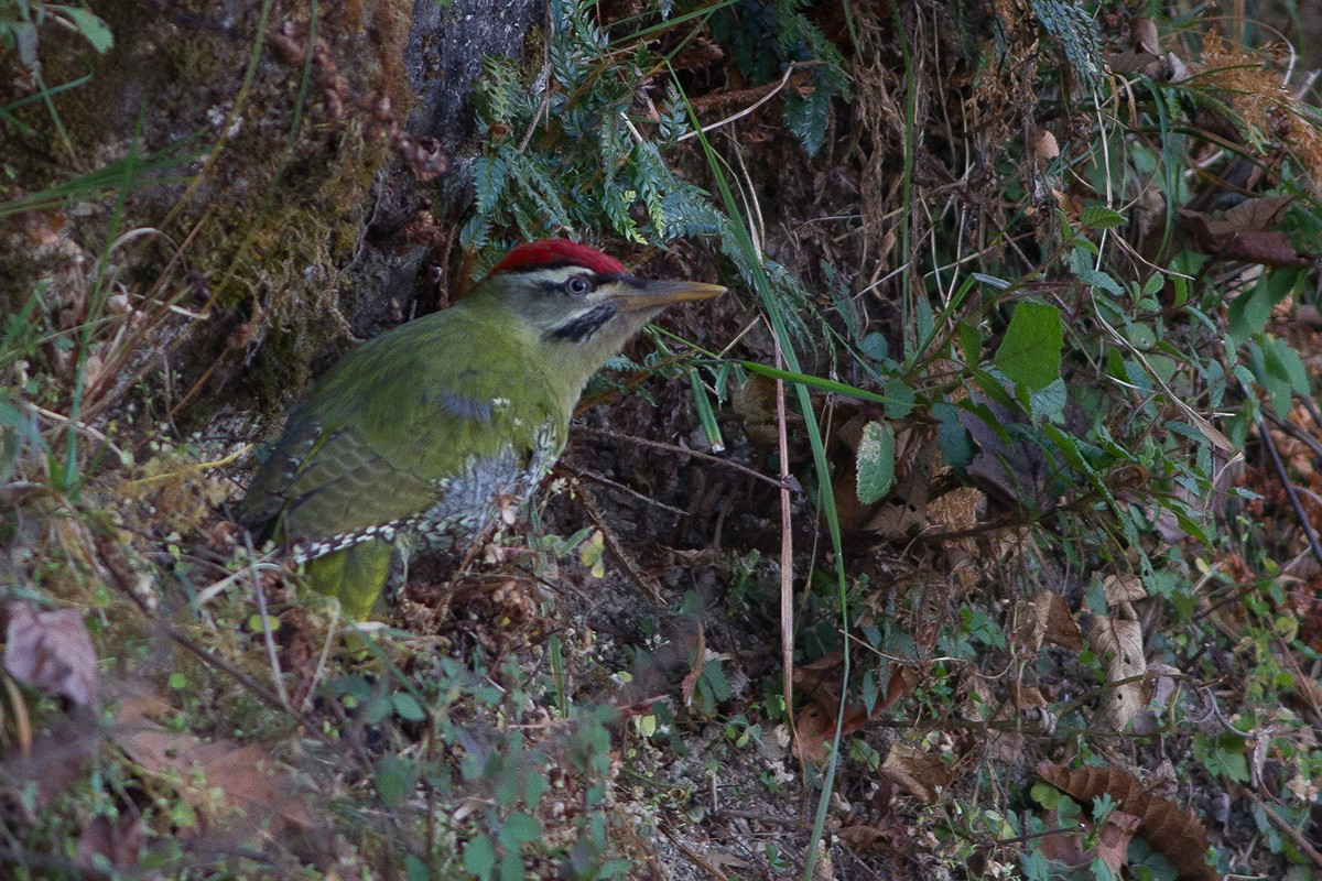 Scaly-bellied Woodpecker - Dibyendu Ash