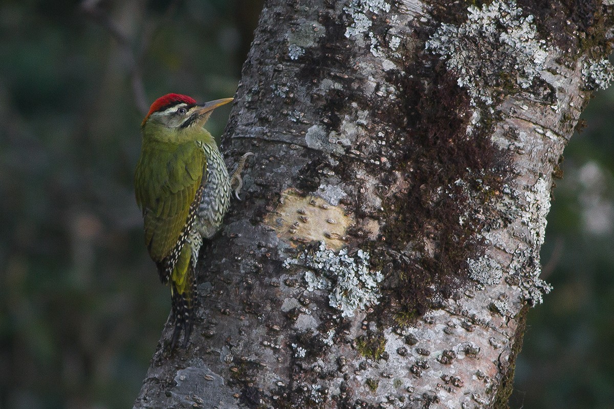 Scaly-bellied Woodpecker - Dibyendu Ash