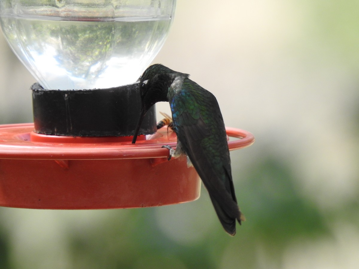 Rivoli's Hummingbird - ML250252571