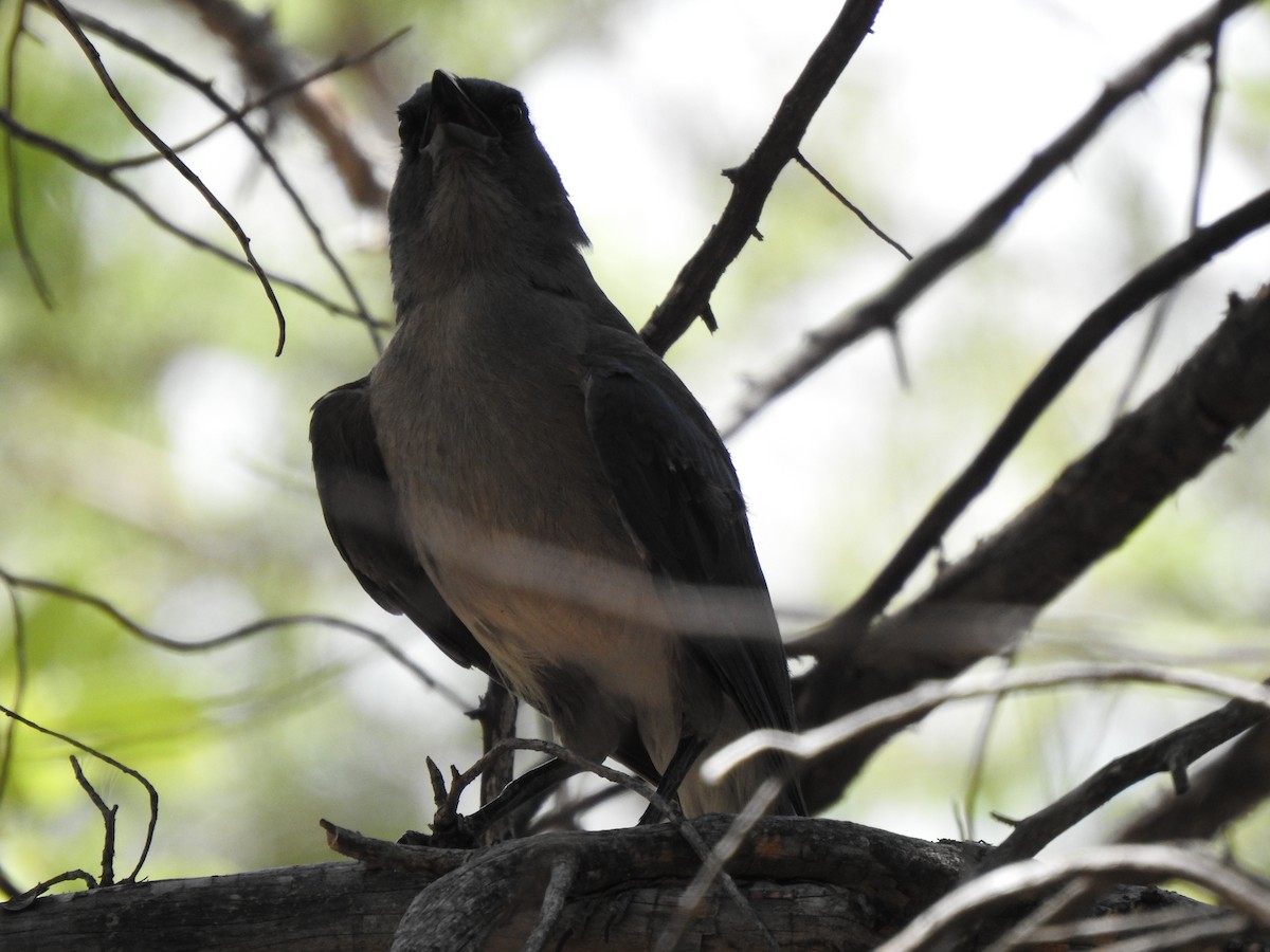 Mexican Jay - ML250252631