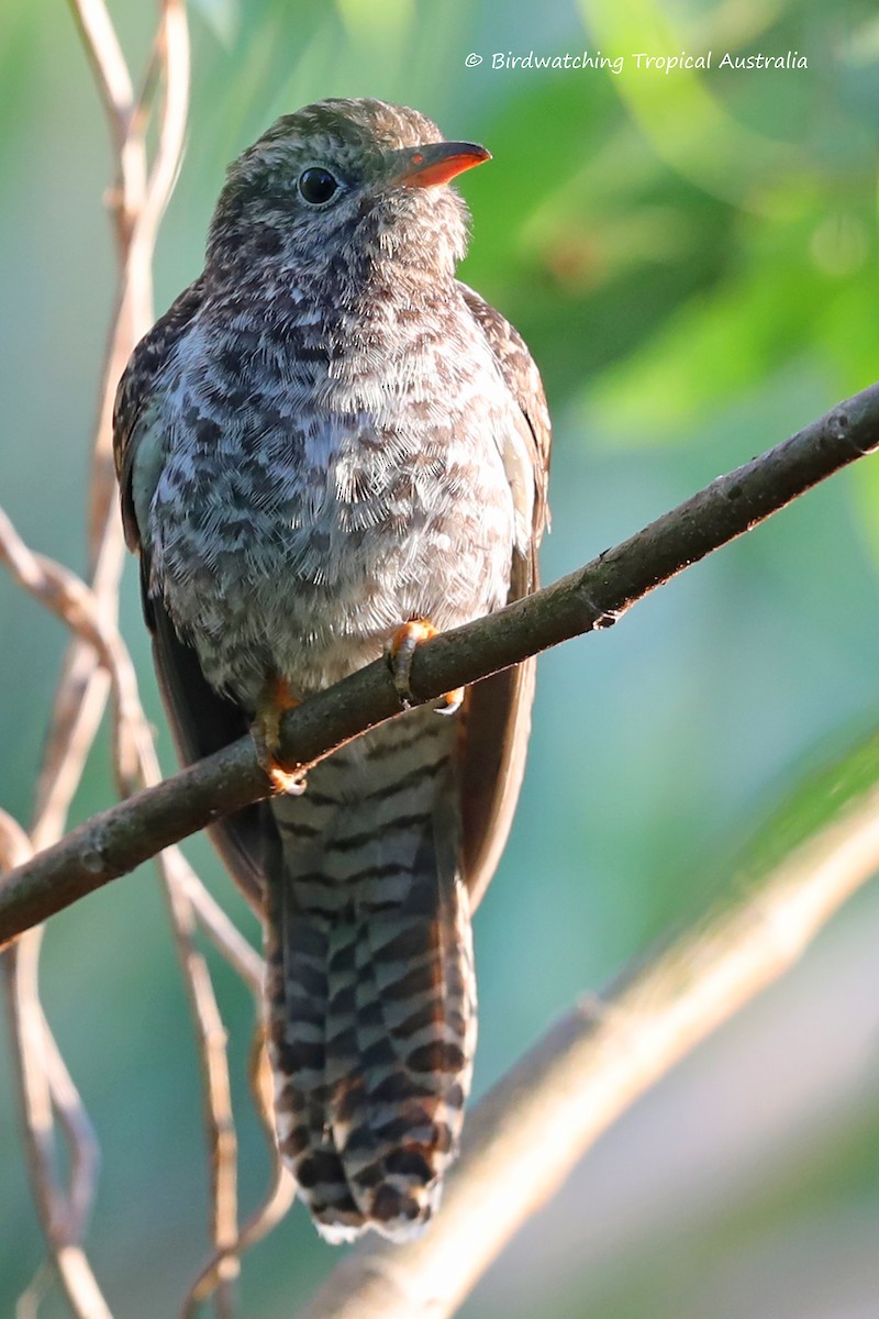 Brush Cuckoo - Doug Herrington || Birdwatching Tropical Australia Tours