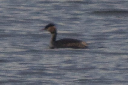 Great Crested Grebe - ML25025341