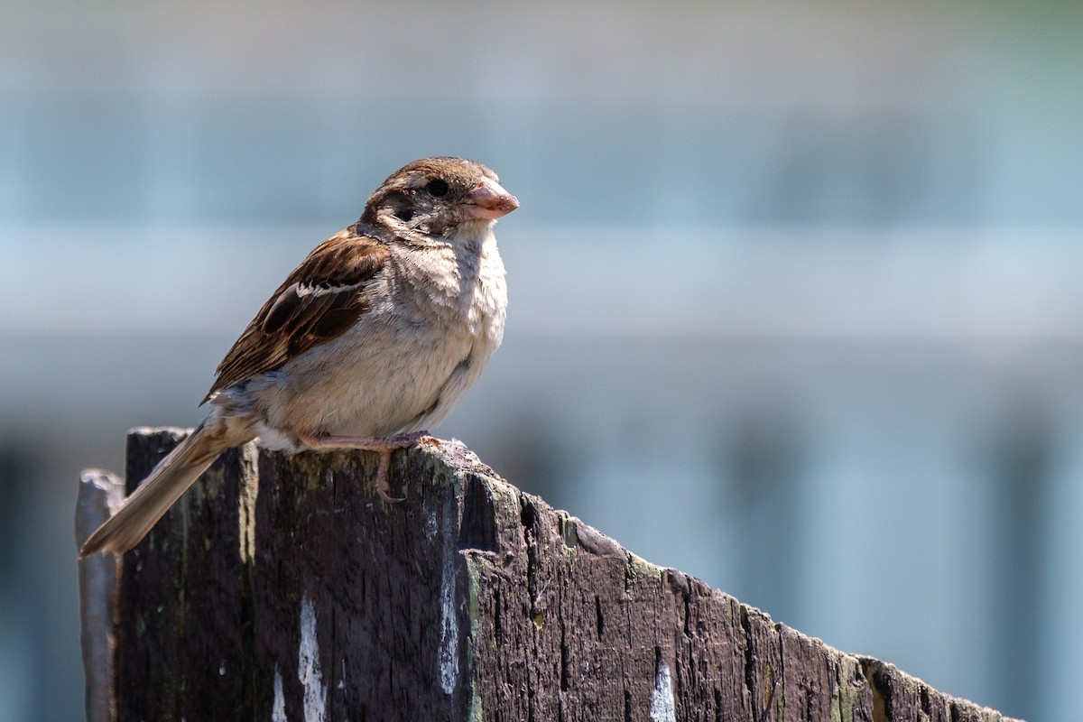 House Sparrow - Isabelle Reddy