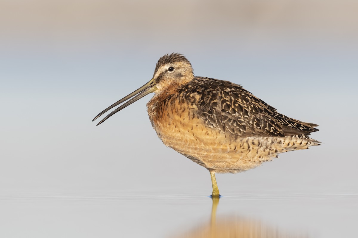Long-billed Dowitcher - ML250255621