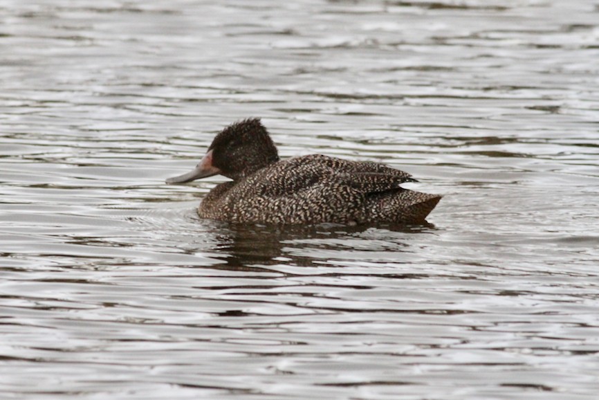 Freckled Duck - ML250261351