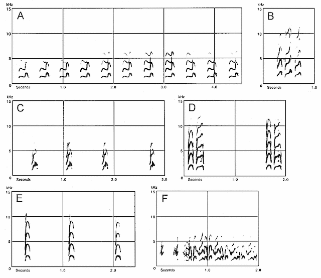 Hudsonian Godwit Figure 2. Hudsonian Godwit vocalizations.