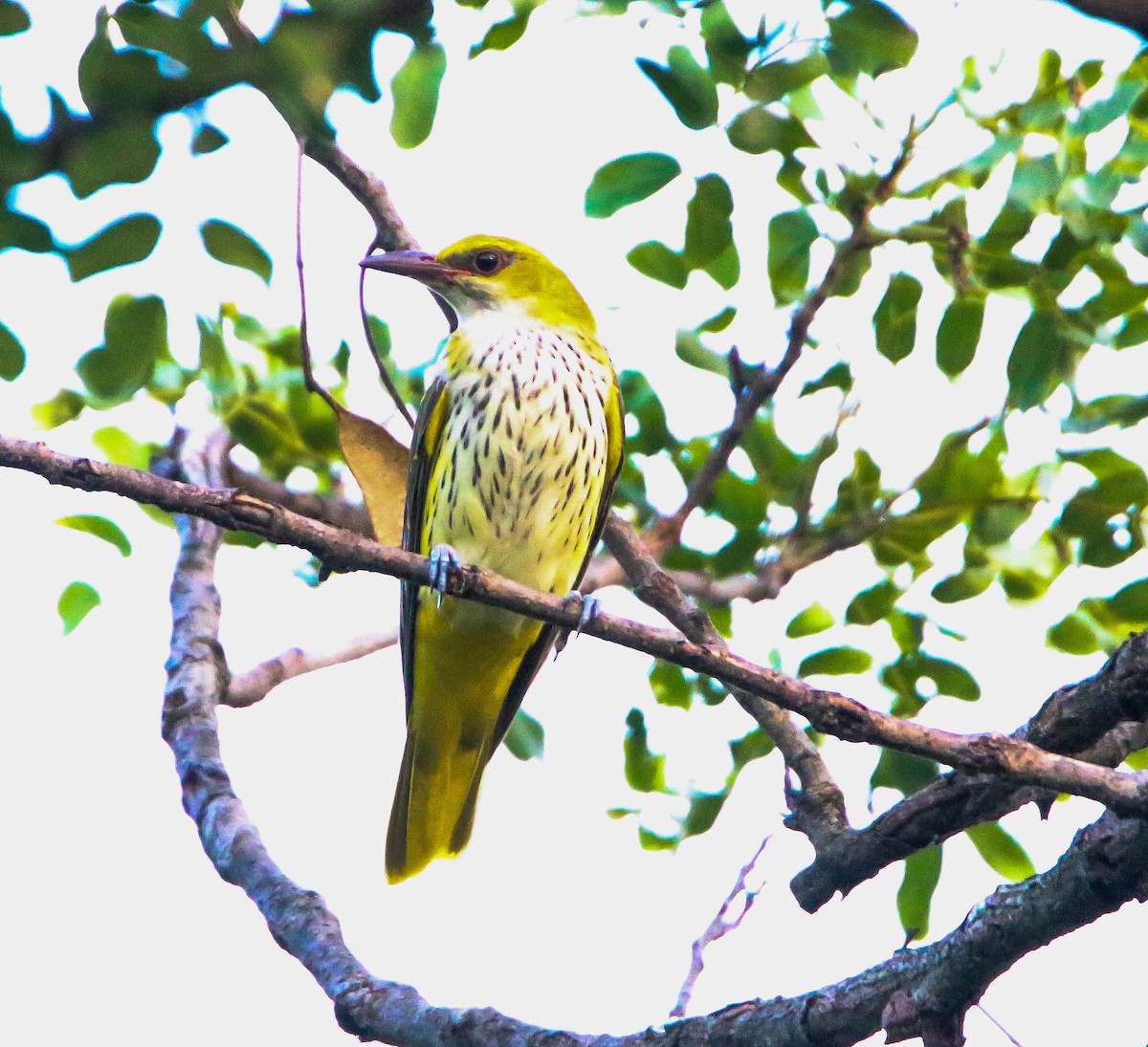 Indian Golden Oriole - ML250262691