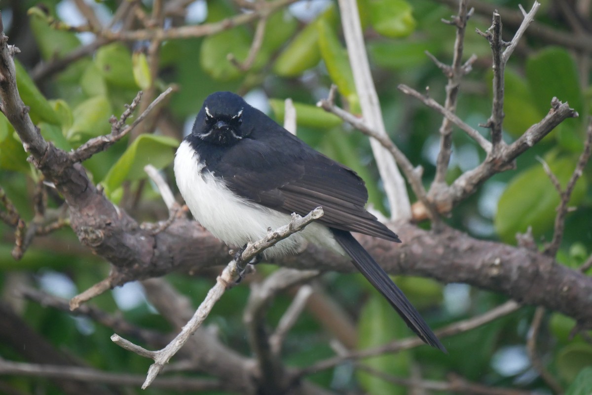 Willie-wagtail - ML250264021