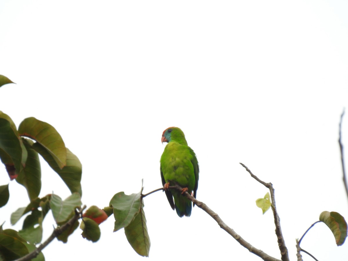 Philippine Hanging-Parrot - Bayani Thaddeus Barcenas