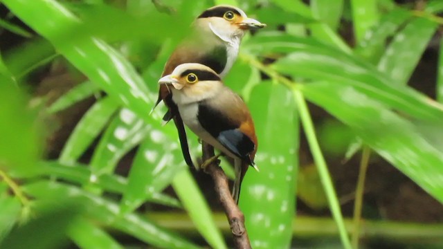  - Silver-breasted Broadbill