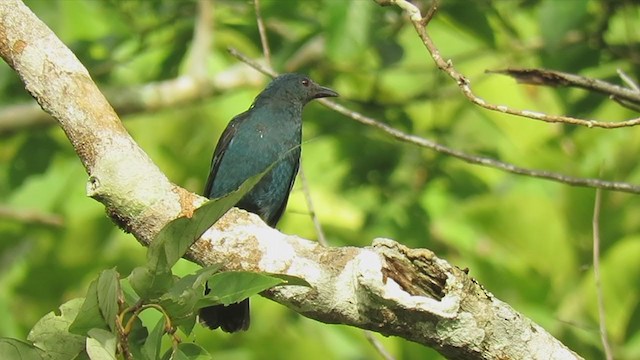 Asian Fairy-bluebird - ML250266131
