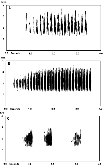 Sounds And Vocal Behavior Cactus Wren Campylorhynchus Brunneicapillus Birds Of The World