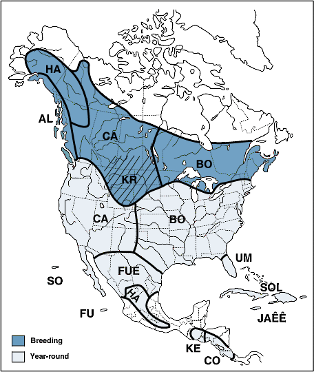 Figure 2. Breeding distribution of the Red-tailed Hawk by subspecies - Red-tailed Hawk - 