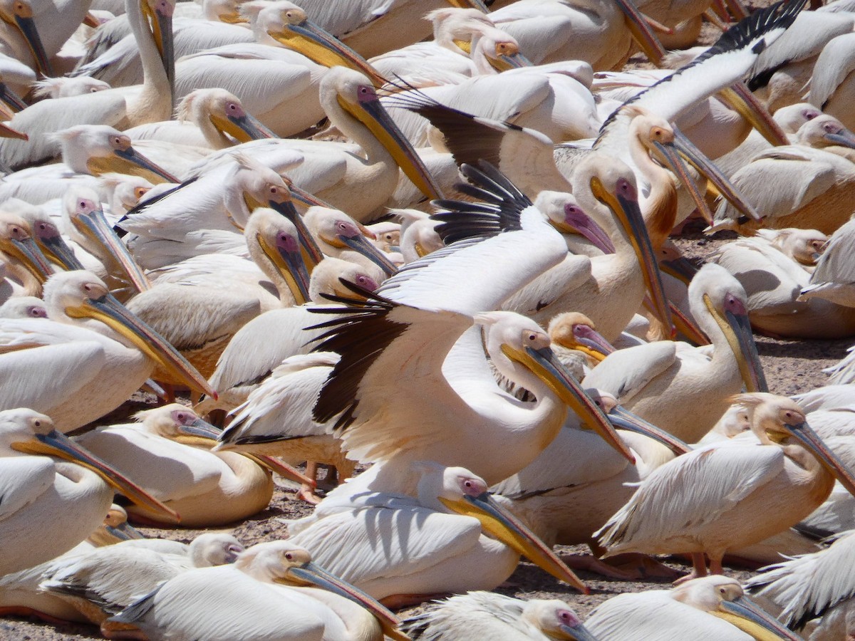 pelikán bílý - ML250272391