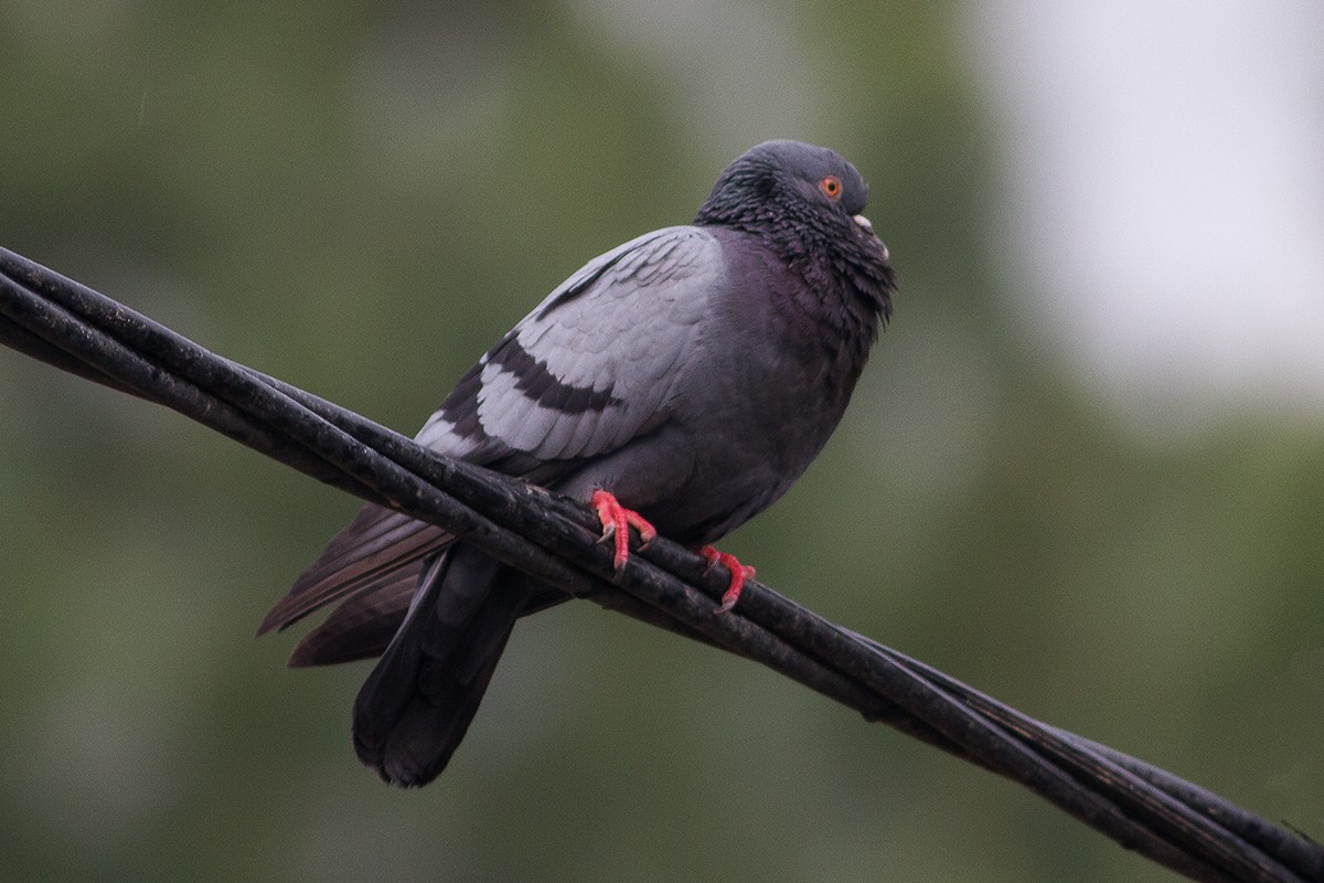 Rock Pigeon (Feral Pigeon) - Dibyendu Ash