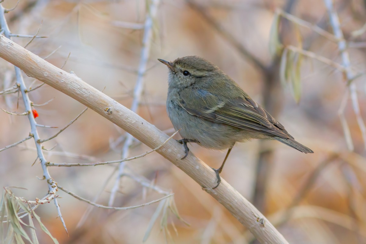 Hume's Warbler - ML250274401