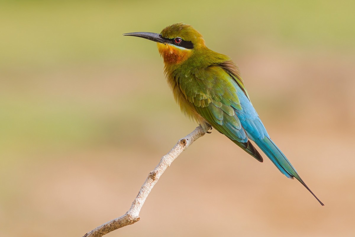 Blue-tailed Bee-eater - ML250275511
