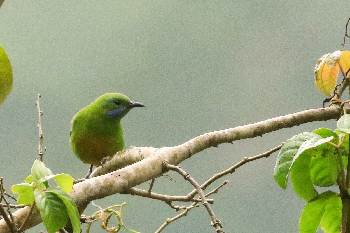 Orange-bellied Leafbird - Nayana Amin