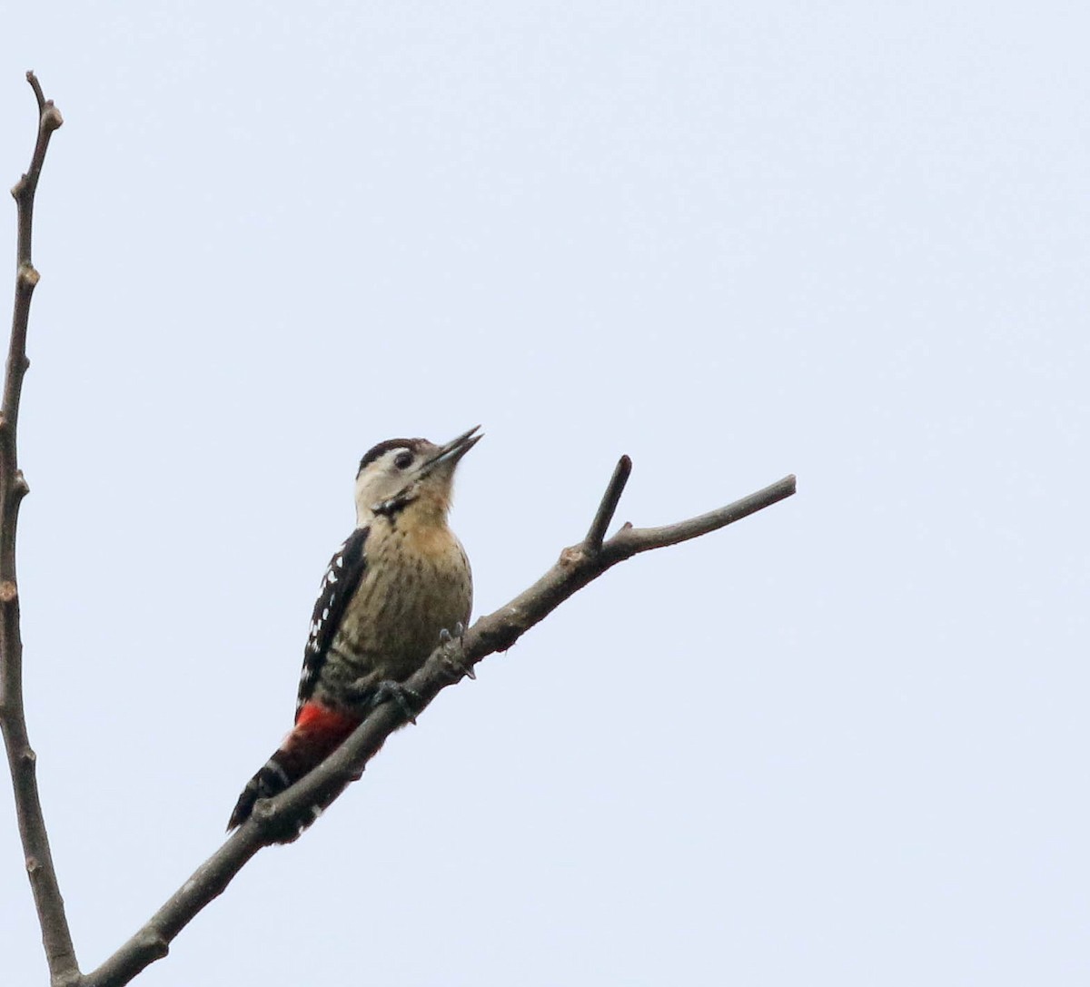 Fulvous-breasted Woodpecker - ML250277761