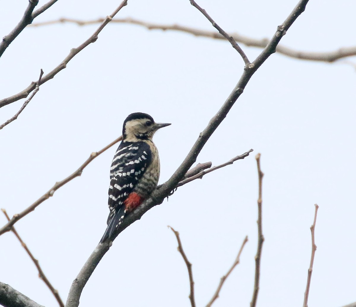 Fulvous-breasted Woodpecker - ML250277771