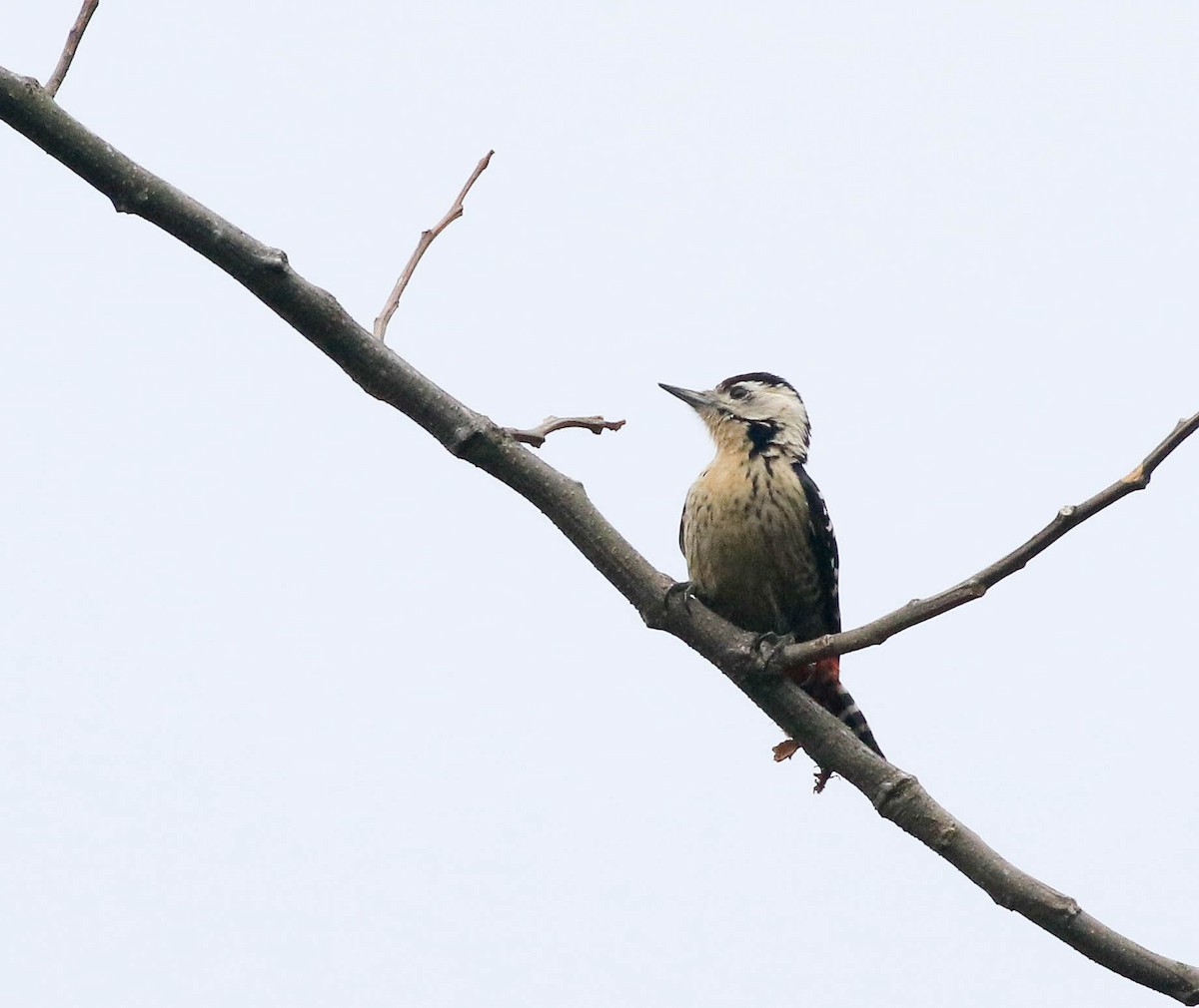 Fulvous-breasted Woodpecker - ML250277811