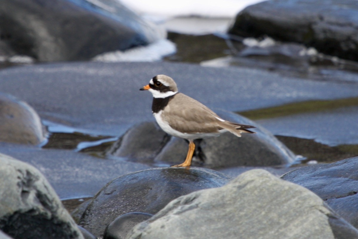 Common Ringed Plover - ML250278751