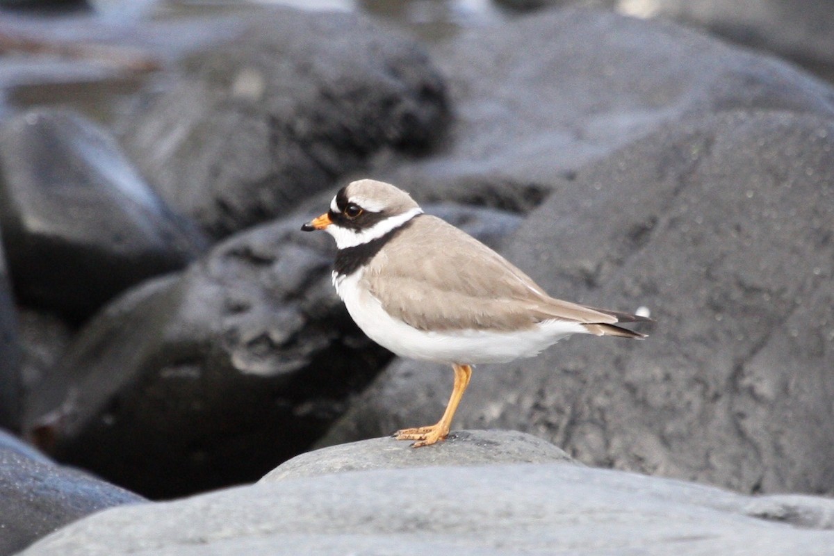 Common Ringed Plover - ML250278761