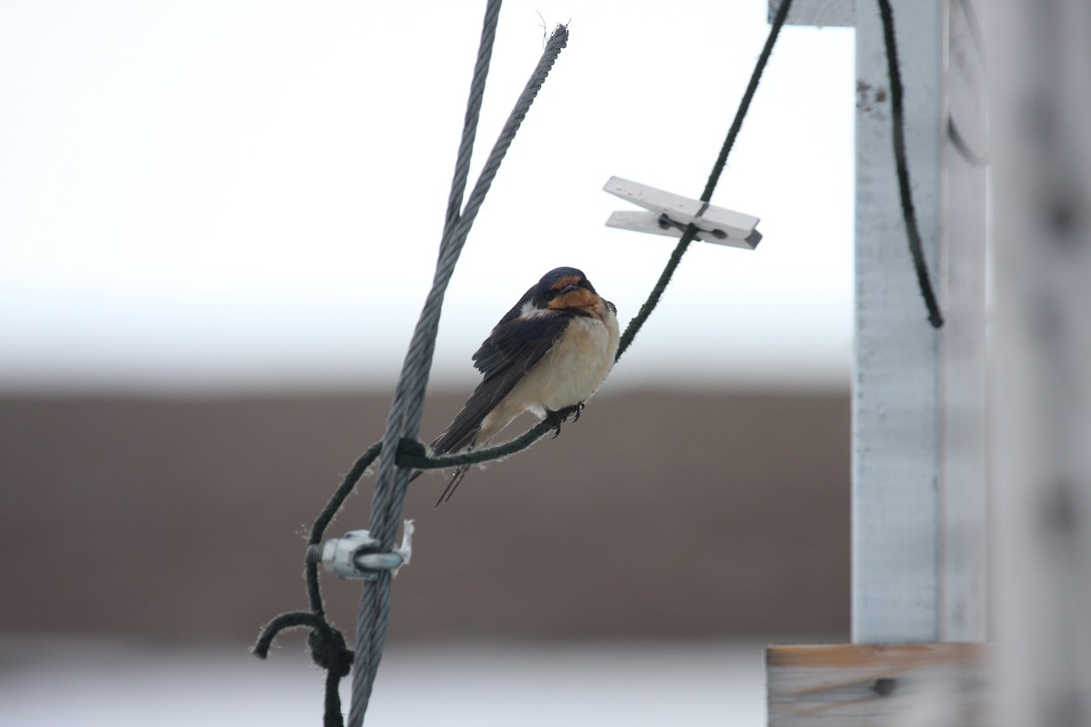 Barn Swallow - Isabeau Pratte