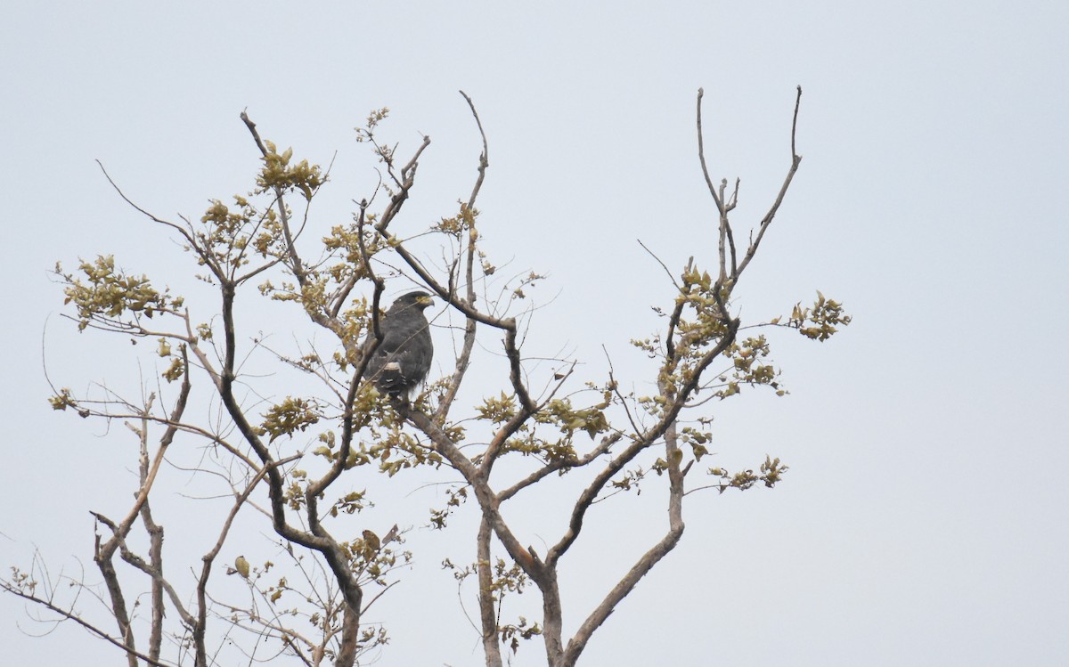Crested Serpent-Eagle - ML250283751