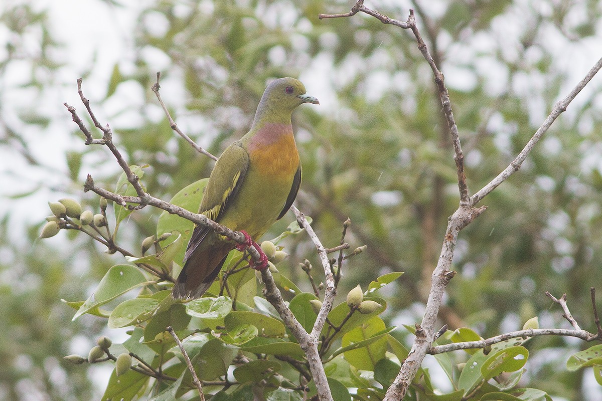 Orange-breasted Green-Pigeon - Dibyendu Ash