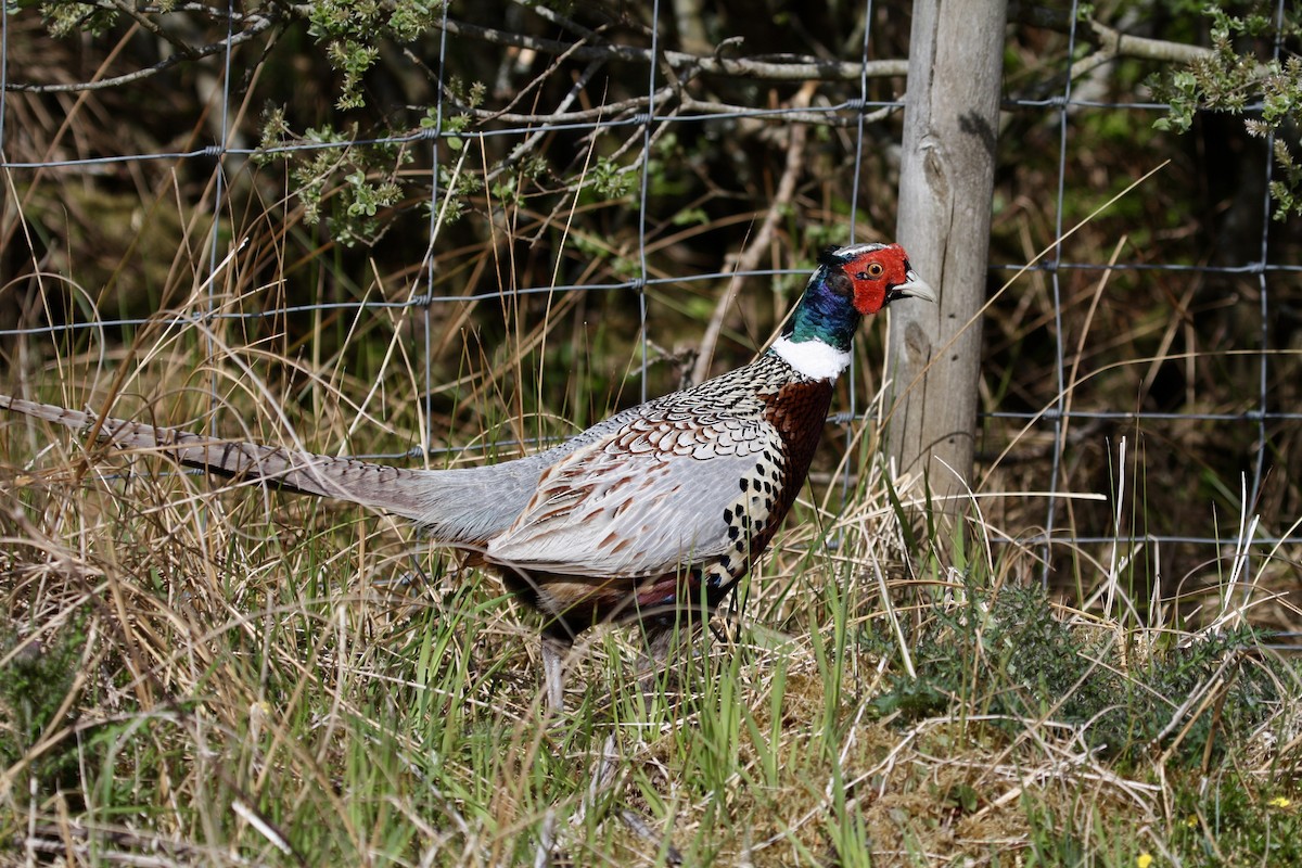 Ring-necked Pheasant - Andrew William