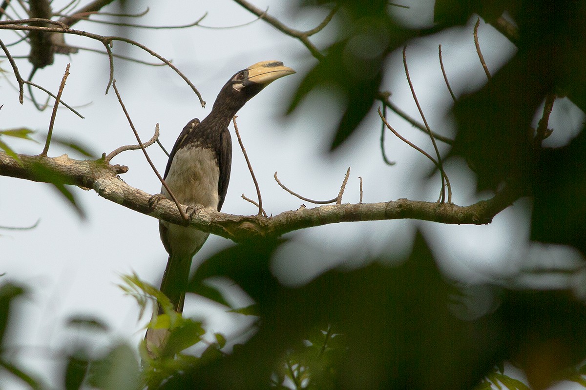 Oriental Pied-Hornbill - Dibyendu Ash