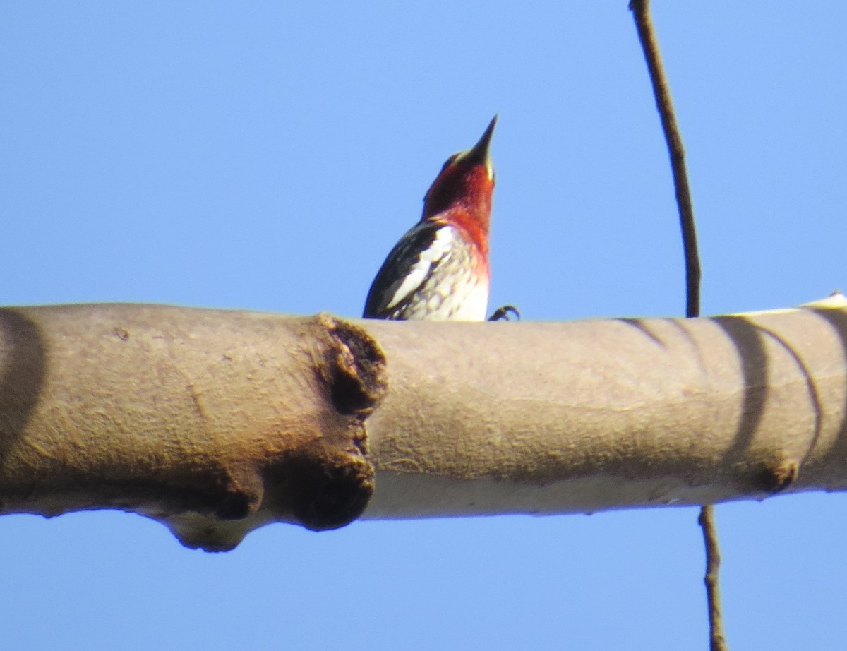 Red-breasted Sapsucker - ML25030021
