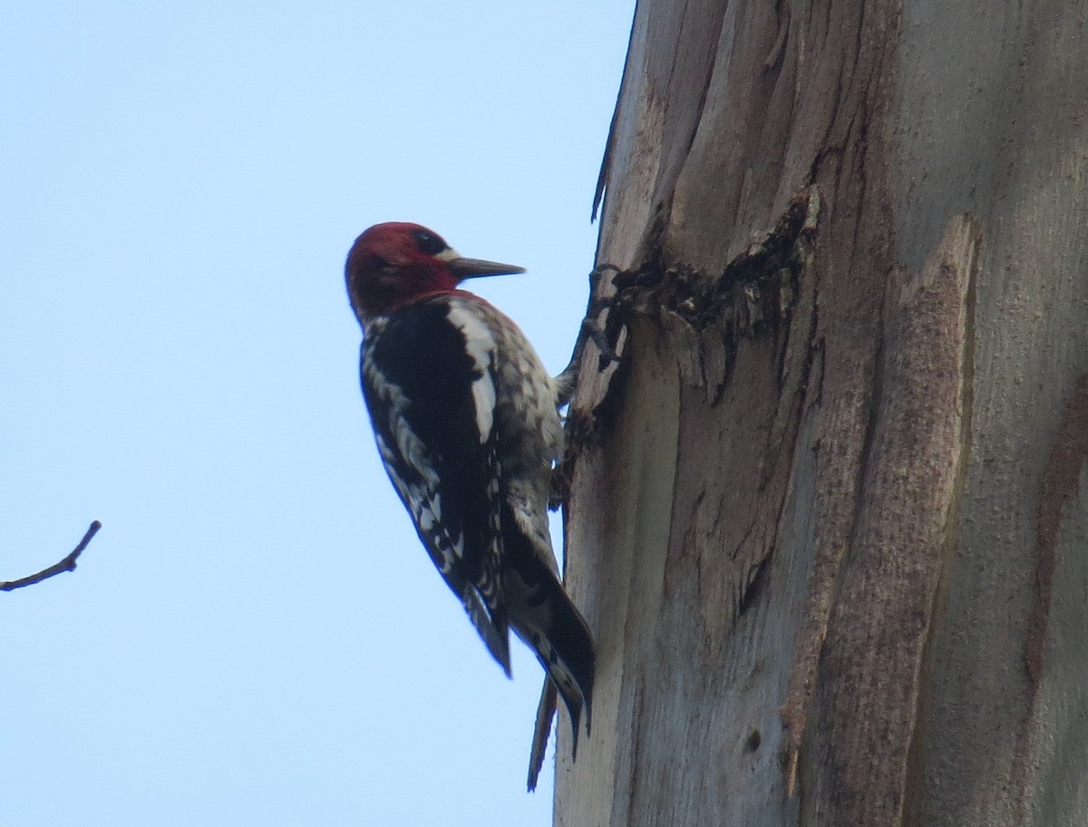 Red-breasted Sapsucker - ML25030041