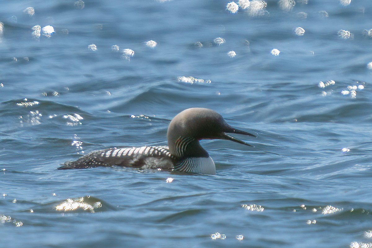 Pacific Loon - Mary Beth Albrechtsen