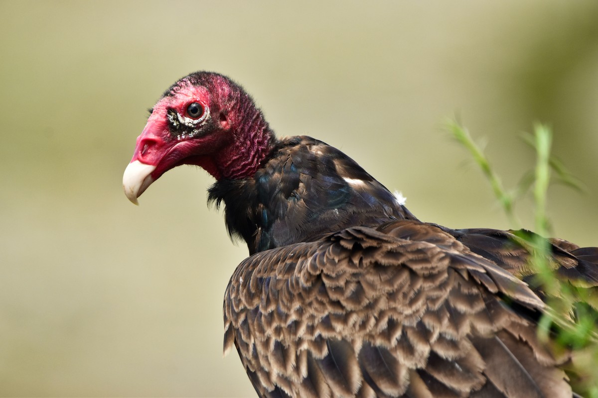 Turkey Vulture - Rachel Moore